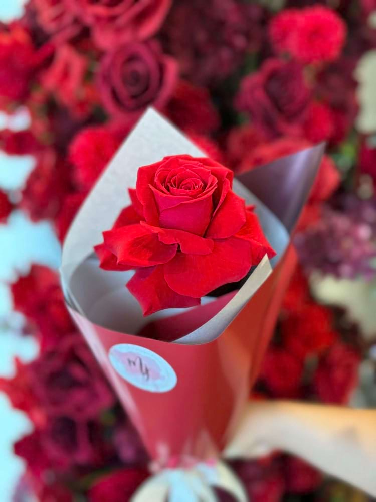 Single Rose - Fresh